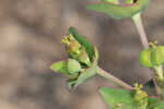 Greater Florida spurge